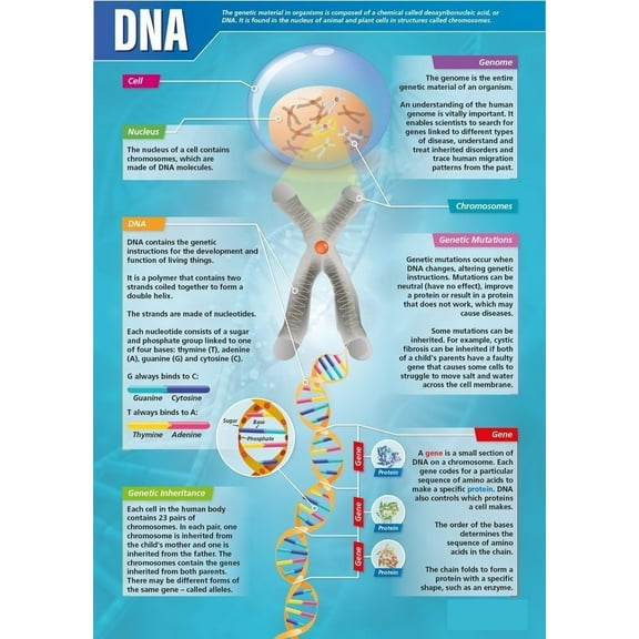 DNA Science Classroom Poster Science Middle & High School Class Decoration