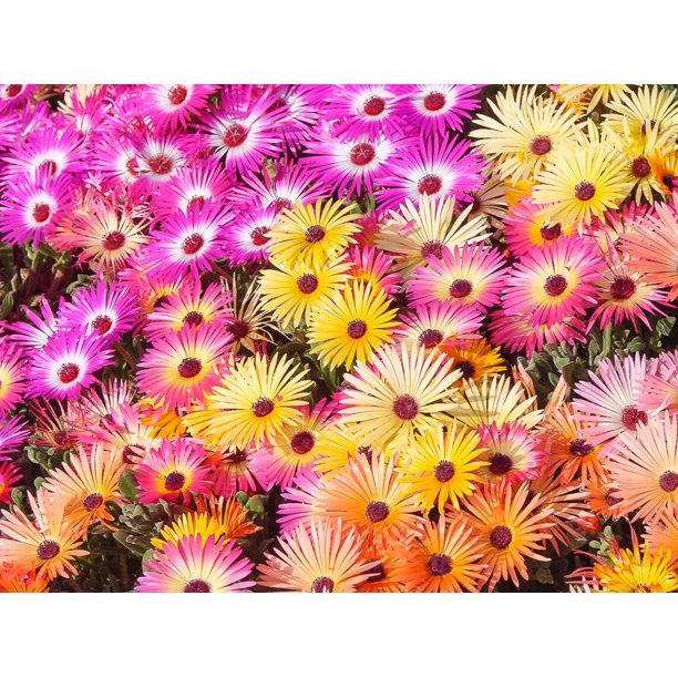 Ice Plant Mix 100 Seeds For Planting Vibrant Blooms Grow Dorotheanthus Bellidiformis Mix Color Walmart Com