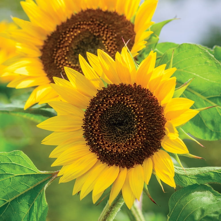 Burpee Busy Bee Sunflower Flower Seed, 1-Pack - Walmart.com