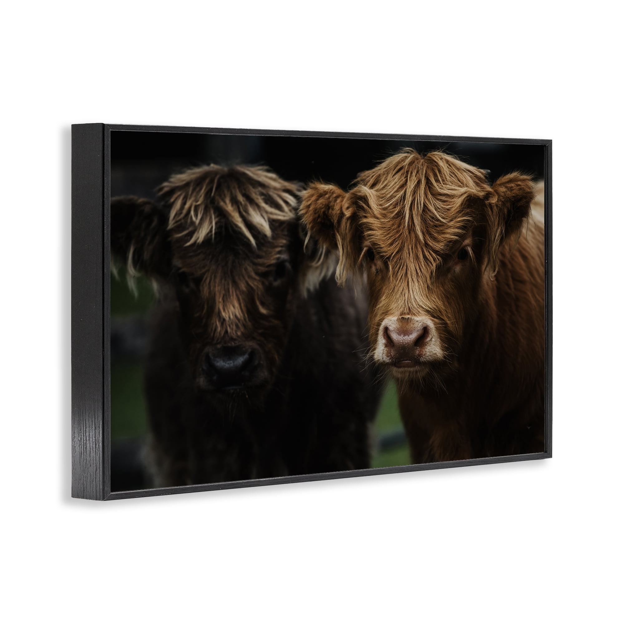 Cow Faces Highland Pair Black Framed Giclee Art, design by Amy Carroll