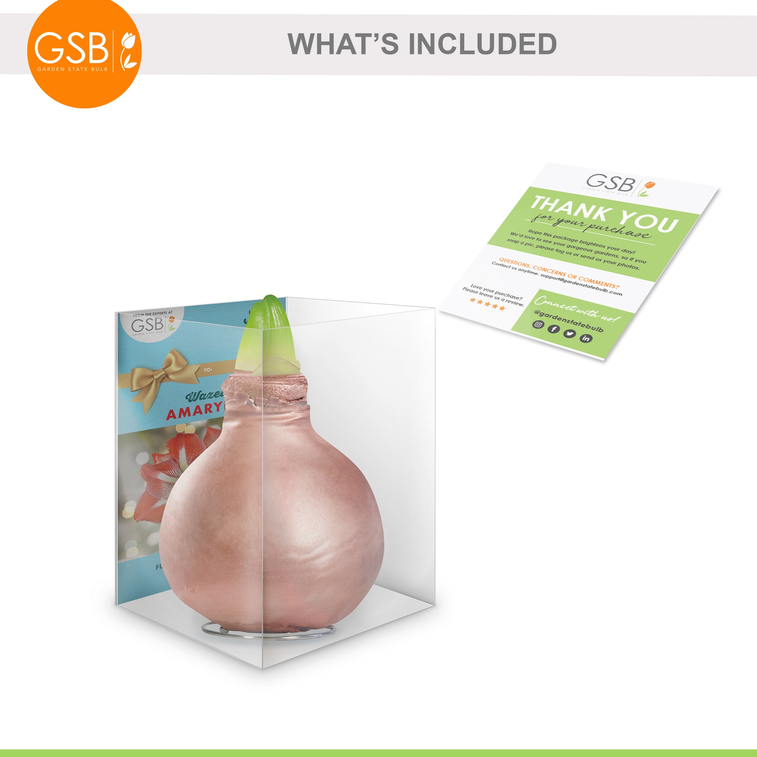 Garden State Bulb Minerva Waxed Amaryllis Flower Bulb, 30/32cm (Rose Gold Wax)