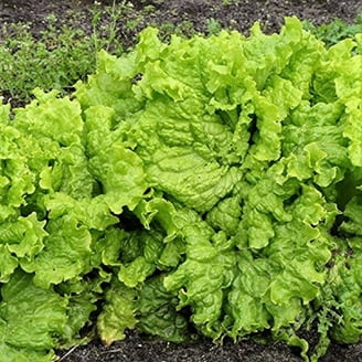 Lettuce Seeds - Summer Bibb | Heirloom Non-GMO Vegetable Seeds Company