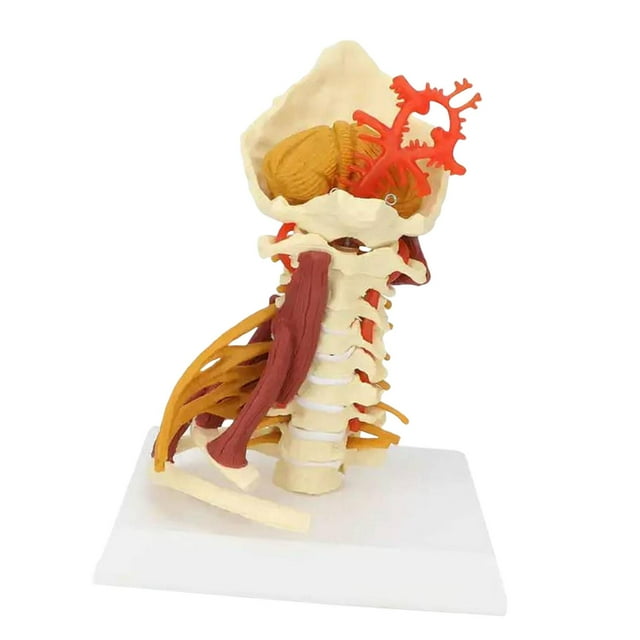 Modelo de vertebral Modelo de médula espinal,Arterias Nervios de la lumbar,Modelo de vértebra cervical Modelo de cervical con