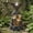 Spreading Wings, variant on HOMEDIARY 39.1" H Outdoor Water Fountain, 4-Tier Cascading Waterfall Fountain with LED & Adjustable Pump, Garden Water Feature with Bald Eagle Statue, Natural Rock Finish for Patio, Backyard & Indoor