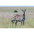 thumbnail image 2 of Jaynes Gallery 18x13 Gold Ornate Wood Framed with Double Matting Museum Art Print Titled - Africa-Kenya-Maasai Mara National Reserve Close-up of lone zebra, 2 of 4