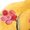 Yellow, variant on Shawls and Wraps for Evening Dresses Large Print Scarf Wrap for Travel Layering Beach Cover Styling and Daily Outfits Womens Shawls and Wrap
