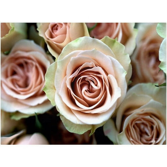 Trademark Fine Art 'Pale Pink Roses' Canvas Art by Kathy Yates