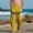 Yellow, variant on ATOGUTA Comfy Lounge Pants Boys Funny Graphic Sweatpants Athletic Sports Pants for Kids Size 4T-14, Orange