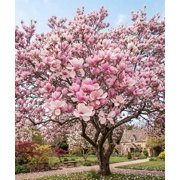 Saucer Magnolia Starter Plants, 6-12 In, Full Sun, USDA Zones 5-9 - Set of 2 Live Plants in Pot