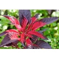 thumbnail image 4 of 100 Graines de Fleurs Tricolores EARLY SPLENDOR AMARANTHUS Hypochondricus, 4 of 10