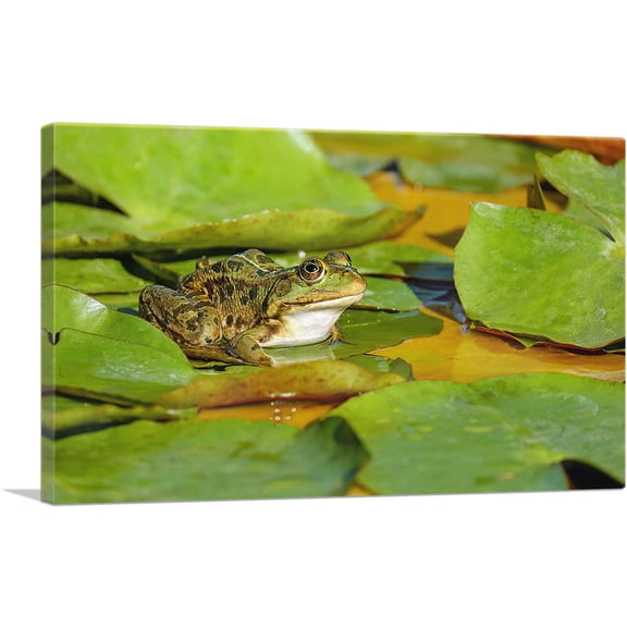 ARTCANVAS Frog On Lotus Home decor Canvas Art Print - Size: 40" x 26" (1.50" Deep)