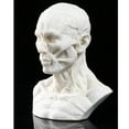 thumbnail image 3 of Human Model Crafts Muscle For Teaching, Drawing, Display Collection , White, 3 of 8