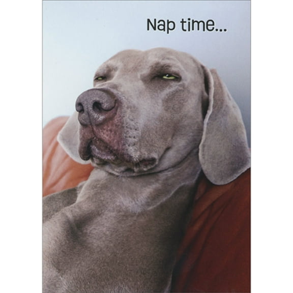 Avanti Press Gray Dozing Weimaraner: Nap Time Funny / Humorous Dog Birthday Card