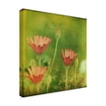 thumbnail image 2 of Trademark Fine Art 'Dream in Pink IX' Canvas Art by Jennifer Jorgensen, 2 of 4