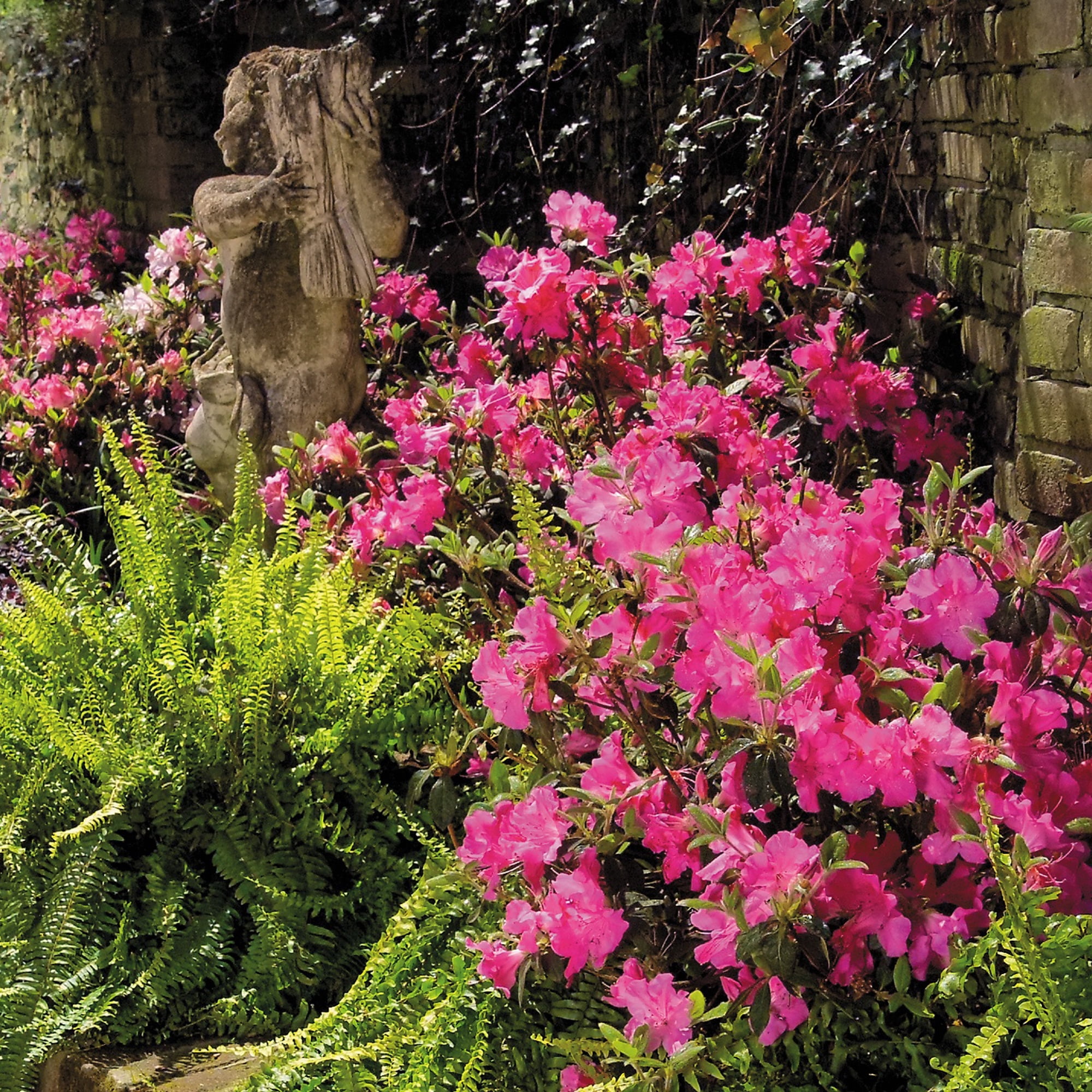 Encore Azalea Autumn Sangria Live Shrubs