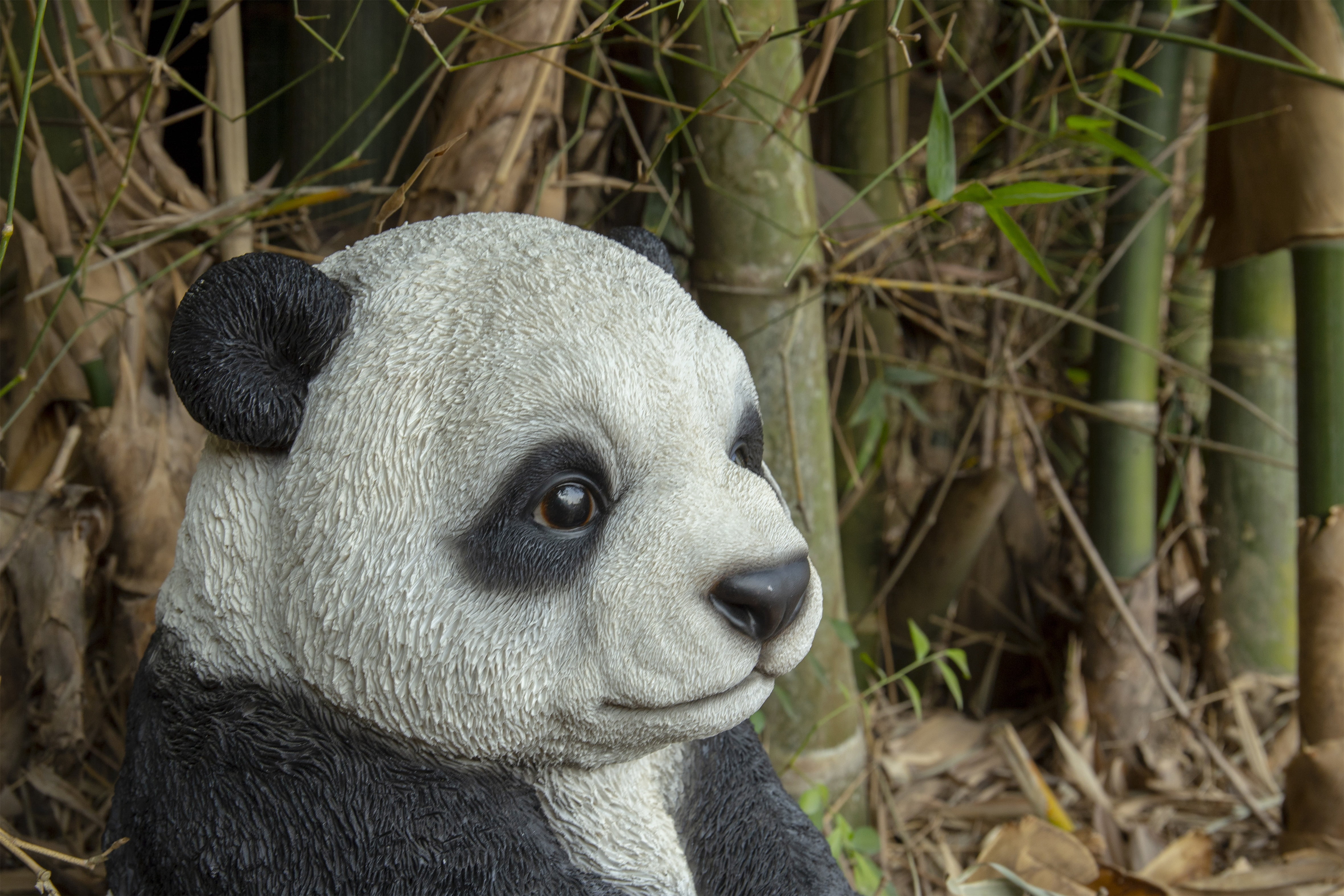 SMALL PANDA CUB SITTING