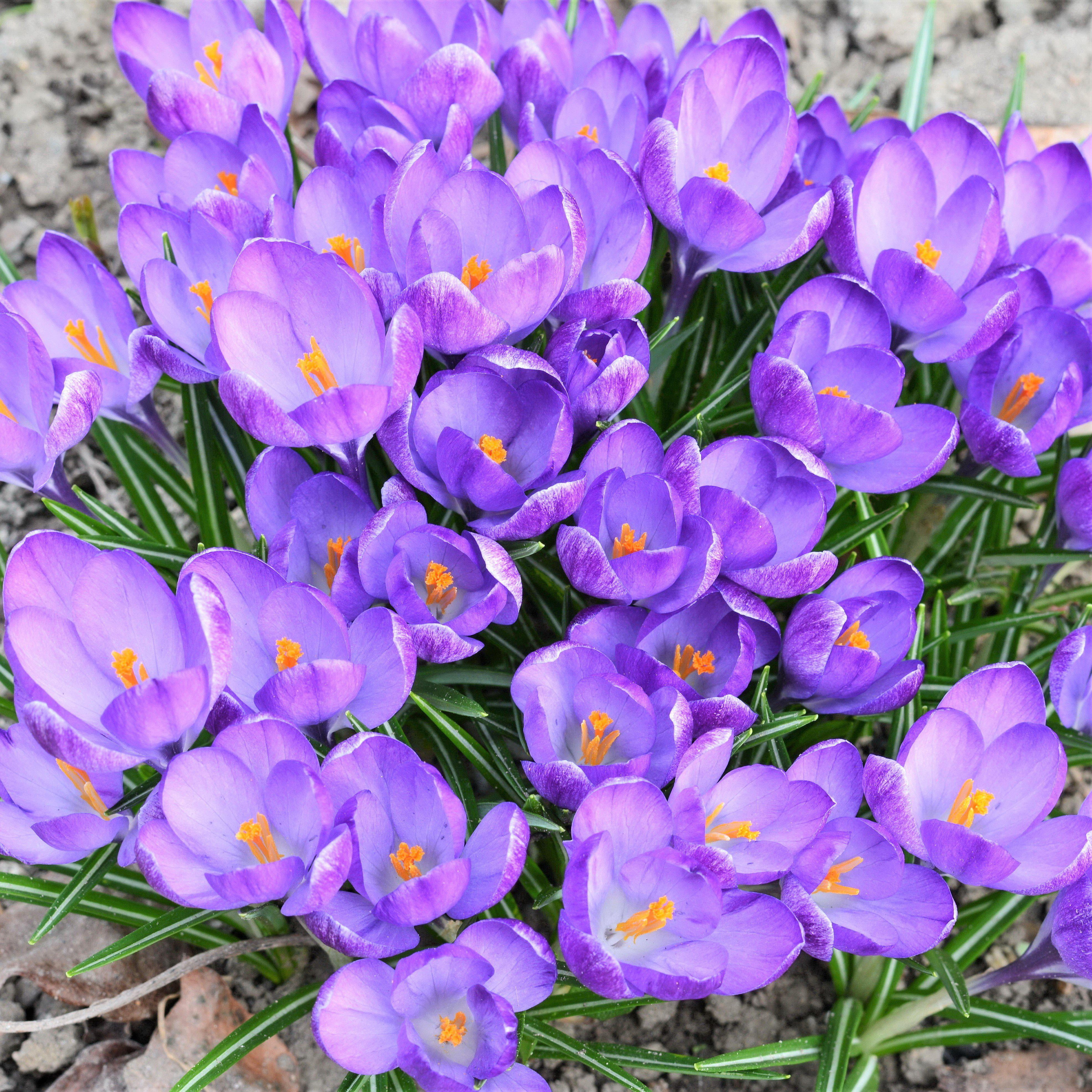 Saffron 30 PCS Seeds Crocus Flowers Herb Garden Useful Nature Perennial Plants I