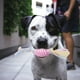 thumbnail image 4 of Juguetes Masticables Duraderos Para Perros Que Muerden Con Fuerza. Juguetes Interactivos Para La Limpieza Dental De Mascotas. Juguetes Para La Dentición De Cachorros. Juguete De Plástico En Forma De, 4 of 5