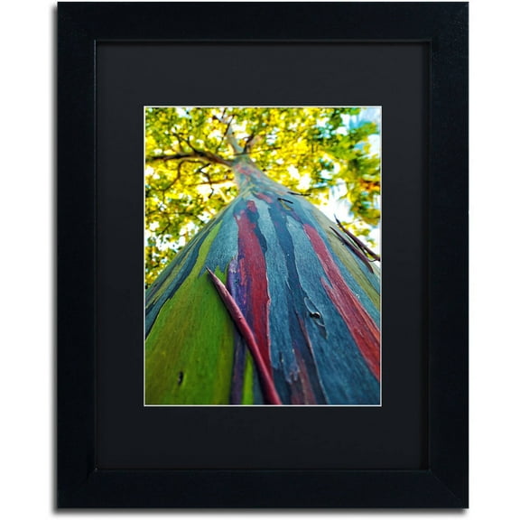 Trademark Fine Art "Rainbow Eucalyptus Tree" Canvas Art by CATeyes, Black Matte, Black Frame
