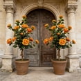 thumbnail image 4 of Artificial Camellia Tree 34.6in Faux Orange Plant Fake Flowers for Home Decor Indoor Outdoor Planter Display Entrance Decoration, 4 of 8