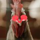 thumbnail image 4 of 100 piezas Peepers de pollo Calavas de aves, 4 of 6