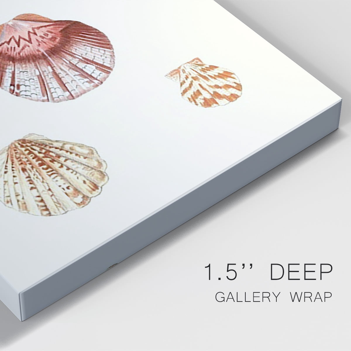 Pastel Knorr Shells V Premium Gallery Wrapped Canvas - Ready to Hang
