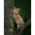 thumbnail image 2 of Galloimages Online 26x32 Gold Ornate Wood Framed with Double Matting Museum Art Print Titled - Bobcat Kitten Poses Against Tree Trunk, 2 of 4