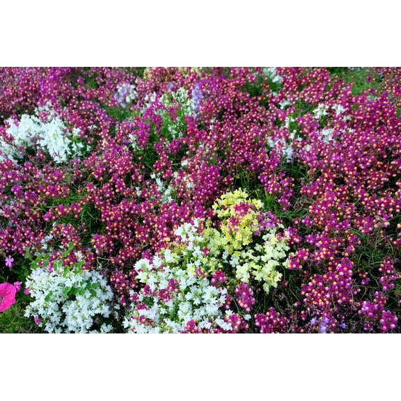 2000 Mixed MOROCCAN TOADFLAX / SNAPDRAGON Linaria Maroccana Flower Seeds