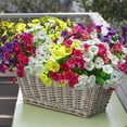 thumbnail image 2 of 12 paquetes de flores artificiales Ivydale Silk Morning Glory, 2 of 9