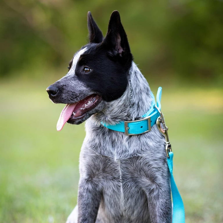 Solid Blue Heeler Young Australian Cattle Dog Blue Heeler Stock