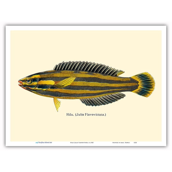 Hawaiian Hilu - Yellowstripe Coris (Julis Flavovittata) - Fishes of Hawaii - Vintage Color Postcard c.1905 - Master Art Print (Unframed) 9in x 12in