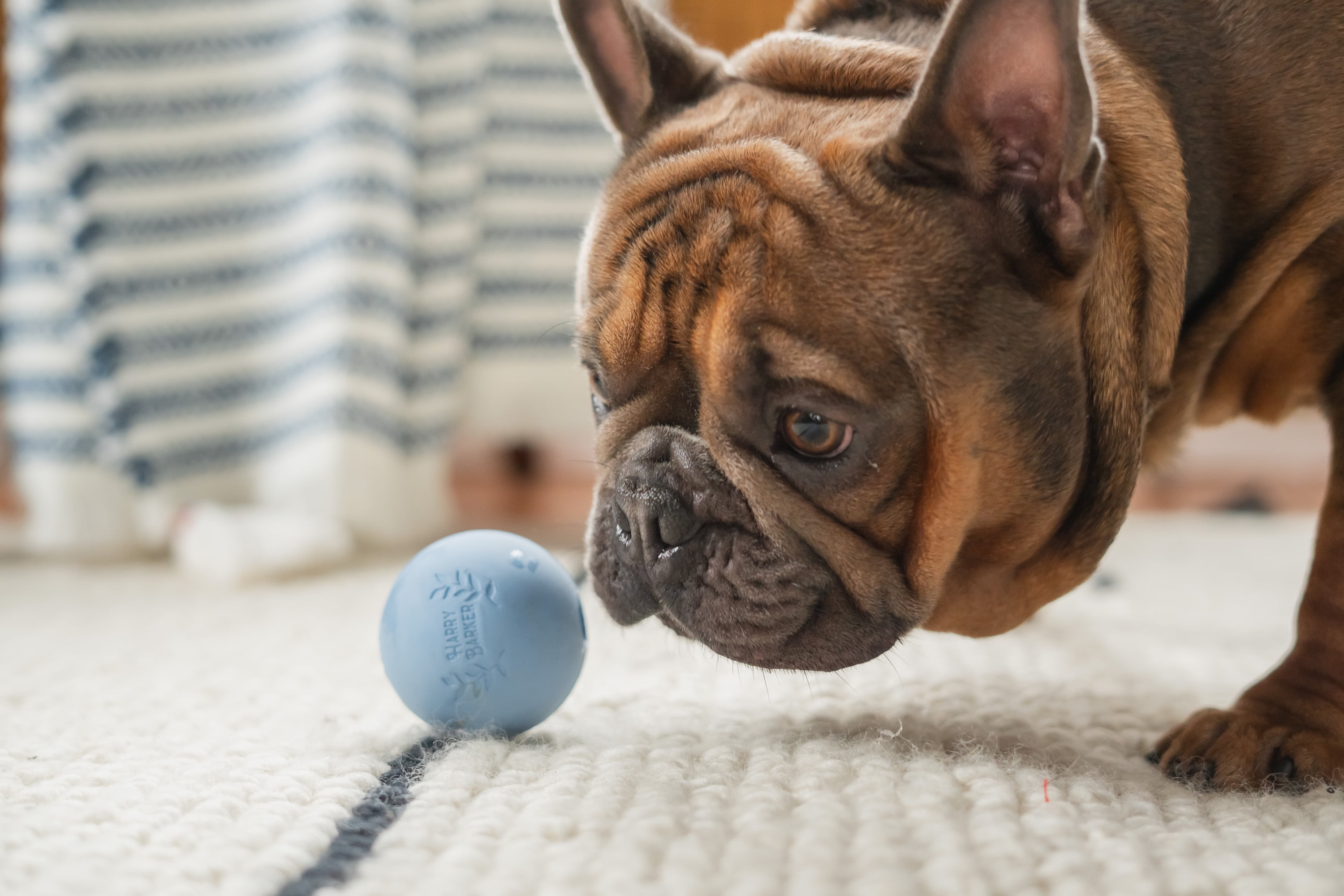Harry Barker 2.5 Inch Durable All-Natural Rubber Dog Ball 6 Pack Set, Blue, Medium