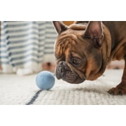 Harry Barker 2.5 Inch Durable All-Natural Rubber Dog Ball 6 Pack Set, Blue, Medium