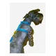 thumbnail image 1 of Pechera Para Perro Mediano Pechera Y Correa, 1 of 1