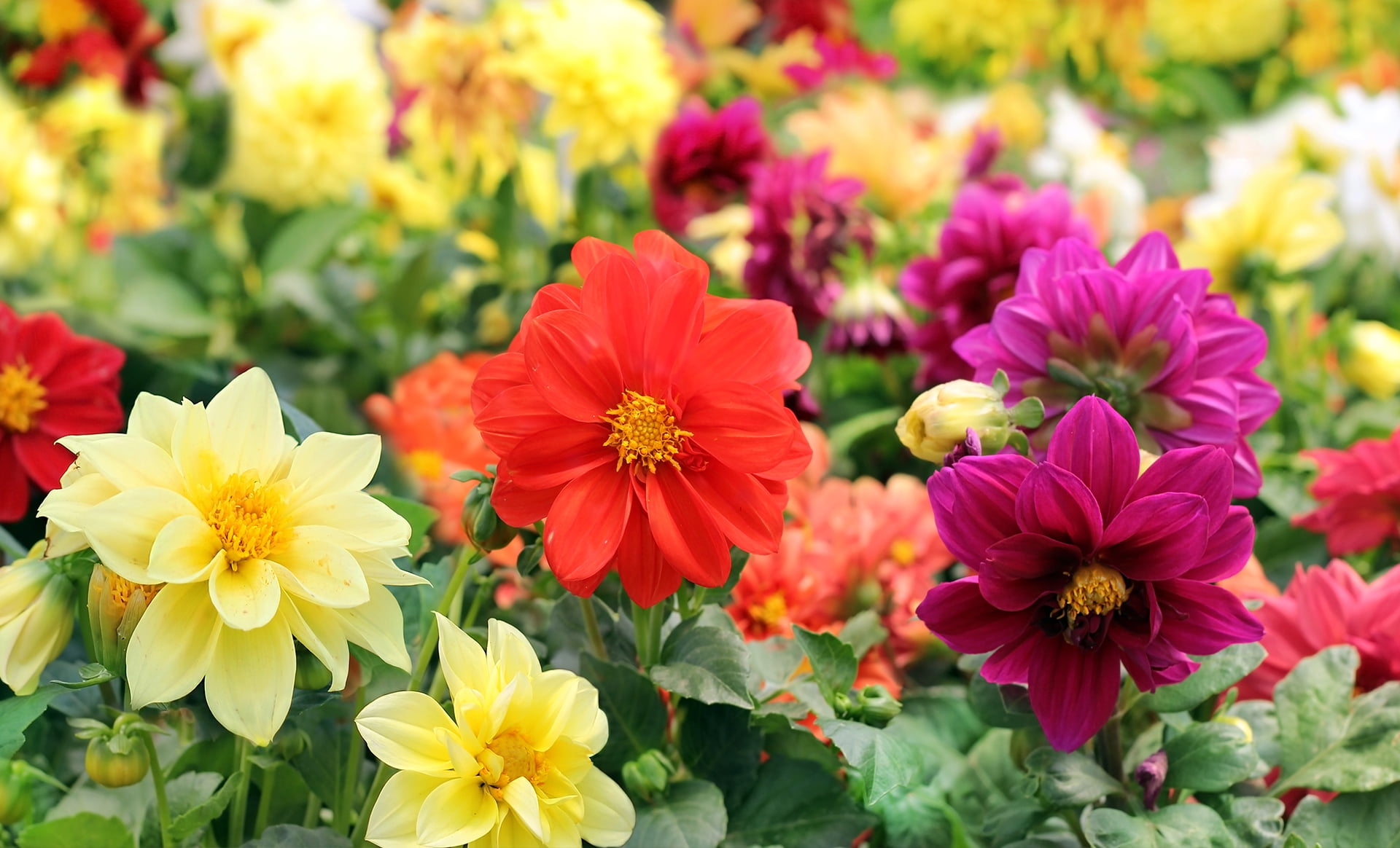Dwarf Dahlia PreSeeded Flower Mat