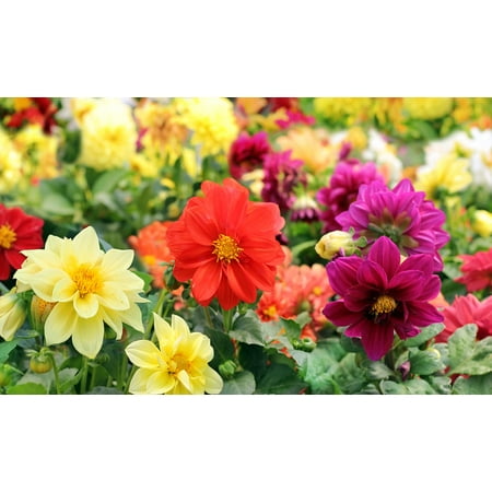 Dwarf Dahlia Pre Seeded Flower Mat Walmart Com