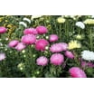 OVM Seeds ASTER POLVO PUFF COLORES MEZCLADOS – 200 Semillas A Granel Para Un Jardín Lleno De Vida Y Color