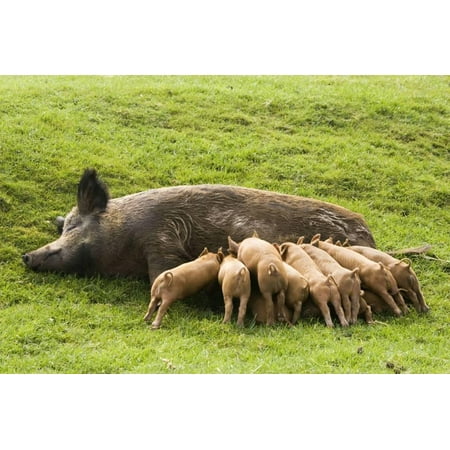 Large Iron Wall - Iron Age Pig with Large Litter of Suckling Piglets Print Wall Art