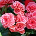 thumbnail image 4 of Sweet Strawberry Pink Begonia Flowers - 4 Bulbs - Attracts Butterflies, Bees & Hummingbirds - Sun & Shade Friendly-Spring Garden Perennial, 4 of 5