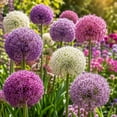 thumbnail image 2 of Allium Bulbs - Ideal for Beds Borders, Plant Pots & Planters, Low Maintenance, 2 of 6
