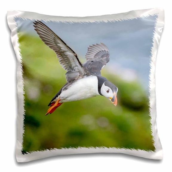 3dRose, Atlantic Puffin flying over the Shetland Islands, Scotland, 16x16 inch Pillow Case