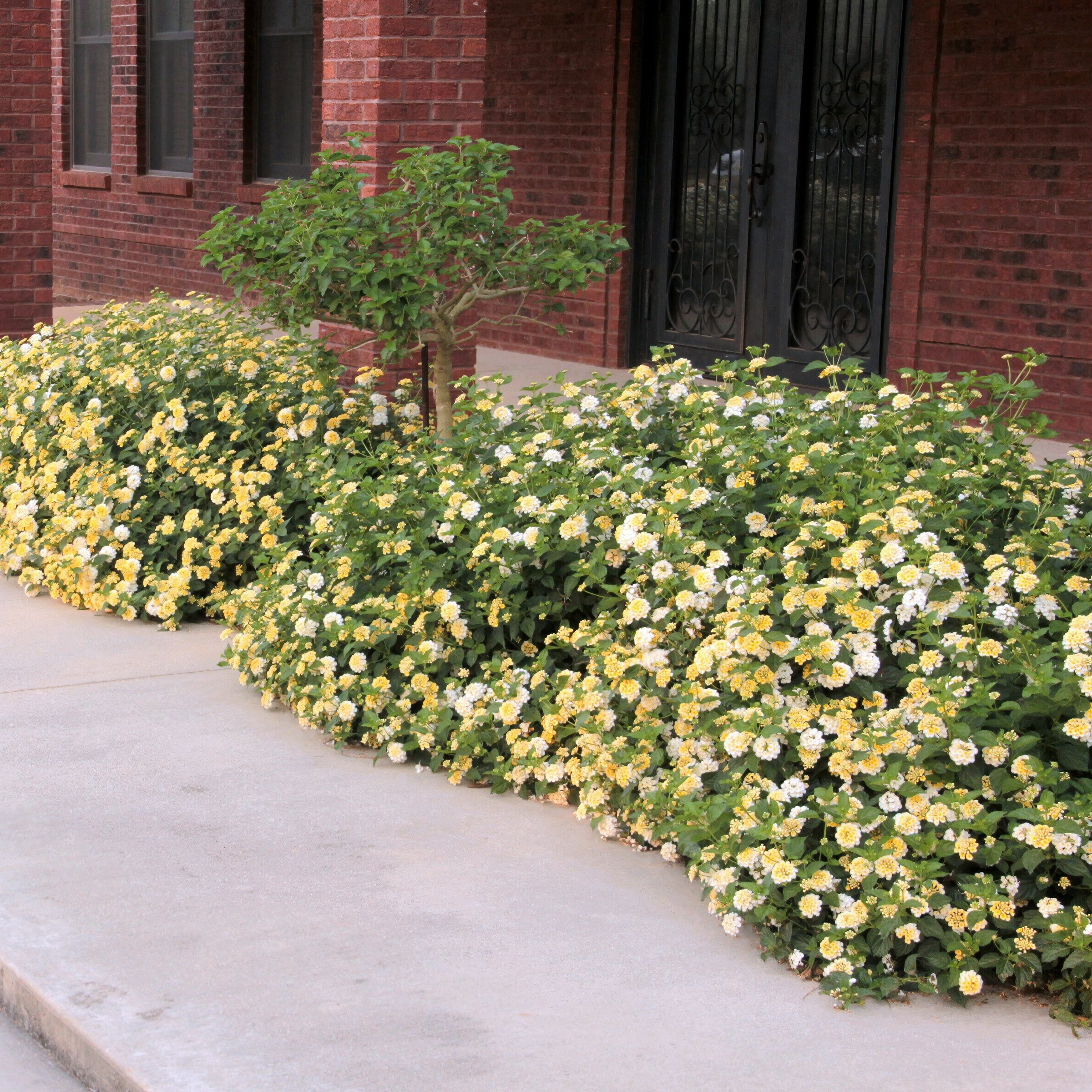 Live Annual 4" Lantana Lucky Lemon Glow (3-Pack) with Full Sunlight
