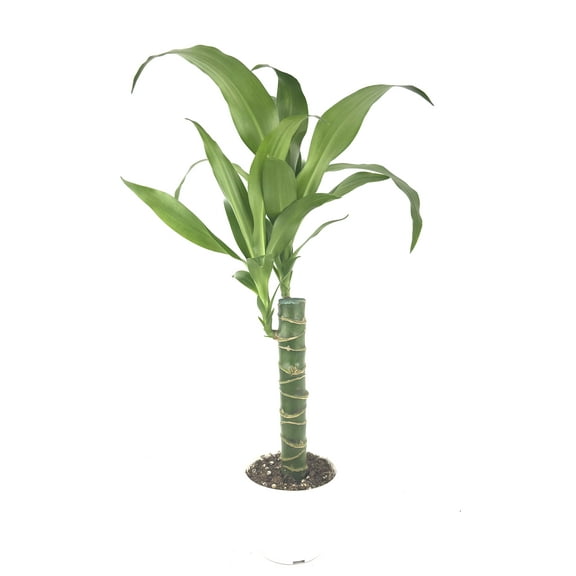 Dracaena Black Beauty Cane Air Purifying Houseplants