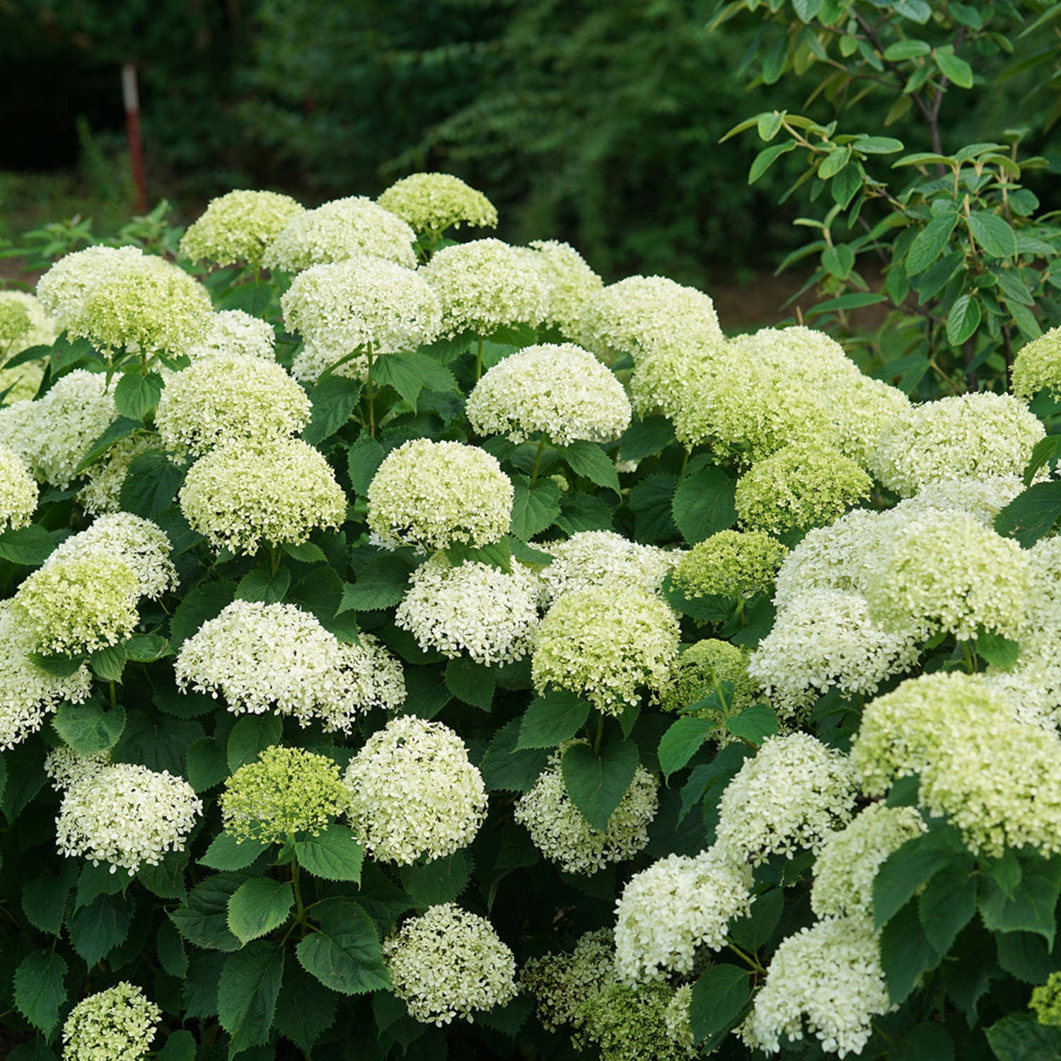 Proven Winners ColorChoice 5" Invincibelle Limetta Smooth Hydrangea Live Plant in 4.5" Pot (4 Count)