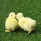 thumbnail image 4 of Realistic Chick Decoration Furry Animal Doll Simulation Sound Chicken Soft Plush Toy Easter DIY Miniature Chicken Toys For Kids, 4 of 5