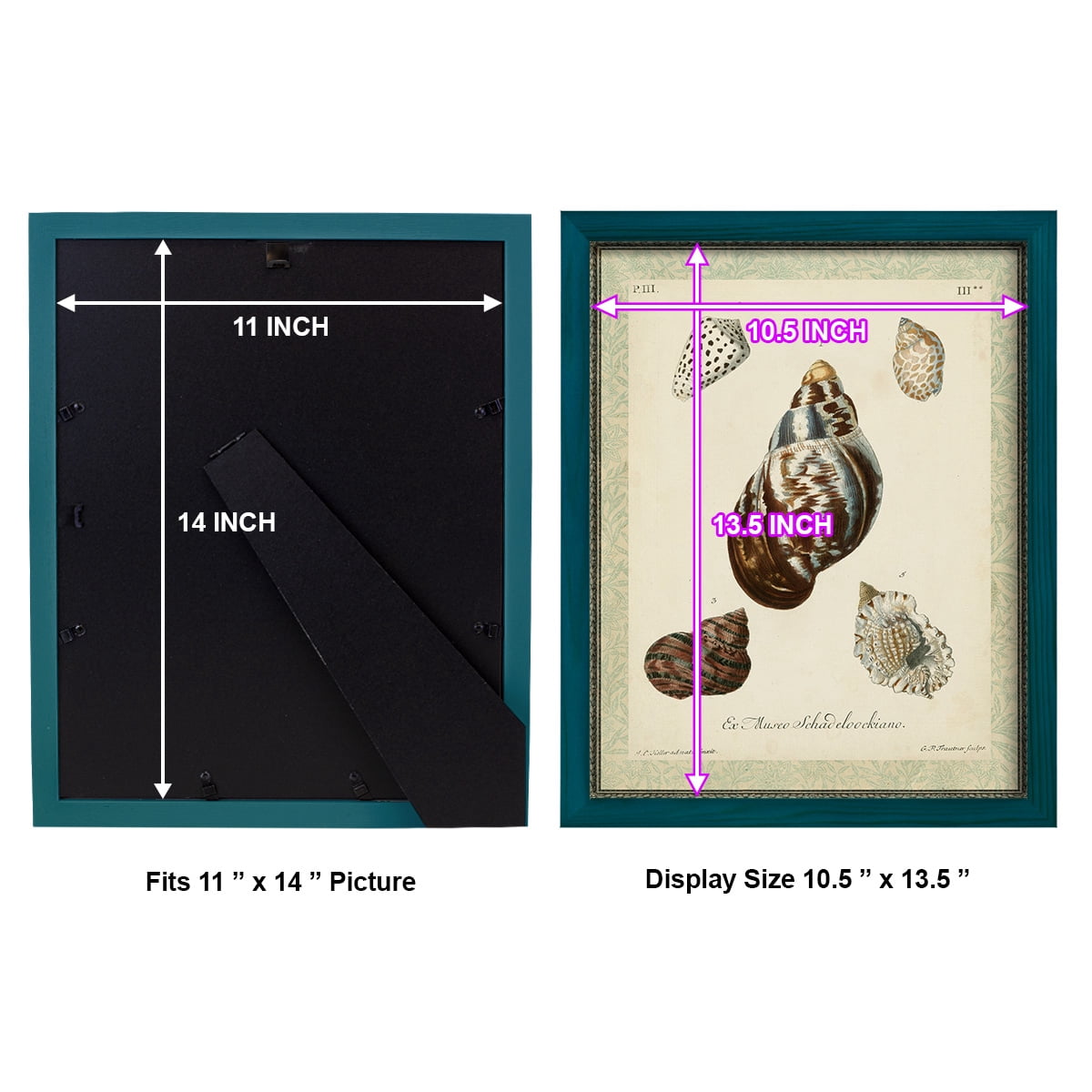 Bookplate Shells VII - Framed Print w/glass - Ocean Blue