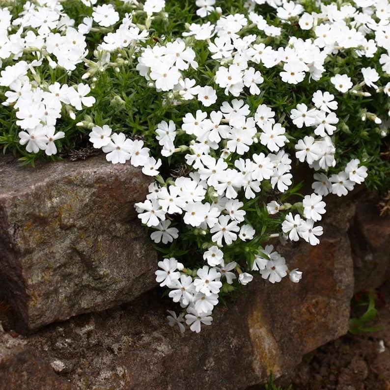 25 Snowflake Creeping Phlox Seeds - Cold and Drought,,, for Early Spring or Fall Planting