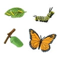 thumbnail image 2 of Safari Ltd. Monarch Butterfly Life Cycle Figurines - Miniature Butterfly Lifecycle Collection - Educational Toy for Boys, Girls, and Kids Age 4+, 2 of 4