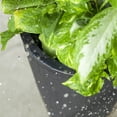 thumbnail image 5 of Step2 Tremont Plastic Black Round Planter 15" W x 15" D x 28" H Pot, 5 of 11