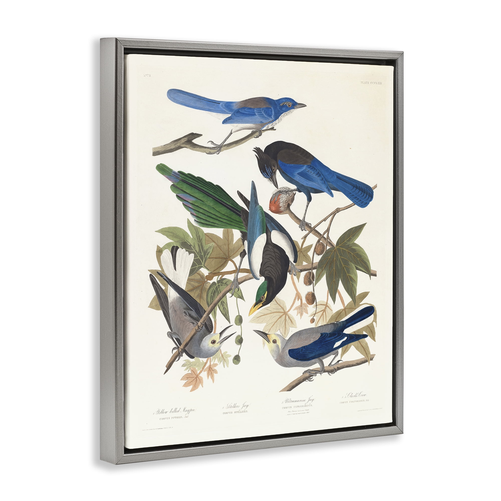 Stupell Industries Classic Yellow Billed Magpie Animals Painting Gray Floater Framed Canvas Art Print Wall Art, 17 x 21